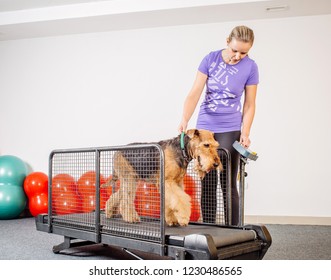 Dog training in the fitness club