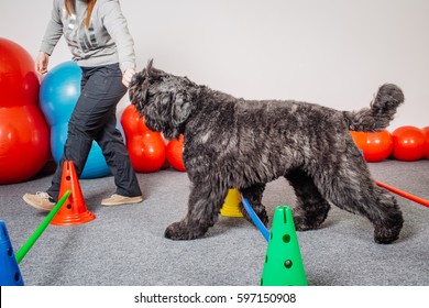 Dog training in the fitness club - Powered by Shutterstock