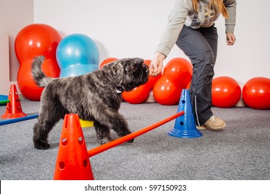 Dog training in the fitness club - Powered by Shutterstock