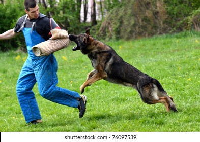 dog training german shepherd - Powered by Shutterstock