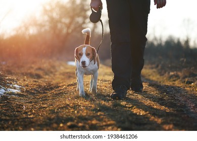 Dog training "heel" command. Cute beagle dog on retractable leash walking directly next to owner against scenic sunset background