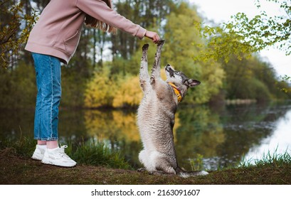 dog training. Human and a dog. female and her friend dog husky on the nature forests and rivers background. Beautiful young woman relaxed and carefree enjoying a summer sunset with her lovely dog