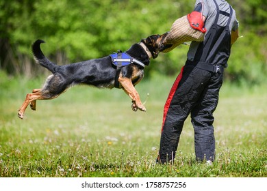 Dog training on the playground in the forest. German shepherd aggressive dog train obedience. K9 Bite sleeve detail. - Powered by Shutterstock