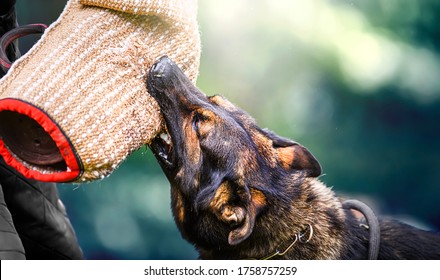 Dog training on the playground in the forest. German shepherd aggressive dog train obedience. K9 Bite sleeve detail. - Powered by Shutterstock