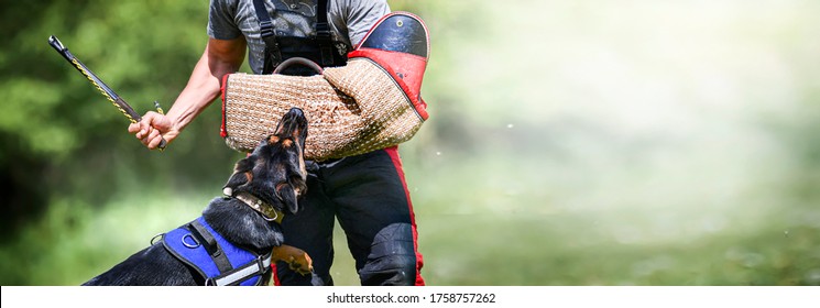 Dog training on the playground in the forest. German shepherd aggressive dog train obedience. K9 Bite sleeve detail. Wide banner or copy space for text. - Powered by Shutterstock