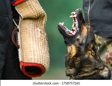 Dog training on the playground in the forest. German shepherd aggressive dog train obedience. K9 Bite sleeve detail. - Powered by Shutterstock