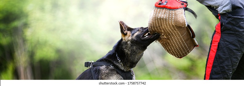 Dog training on the playground in the forest. German shepherd aggressive dog train obedience. K9 Bite sleeve detail. Wide banner or copy space for text. - Powered by Shutterstock