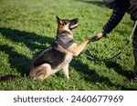 Dog, training and park with man, handshake and animal paw on lawn with German Sheperd in backyard. Garden, patience and trainer together with rescue canine outdoor with happy, trust and care on grass