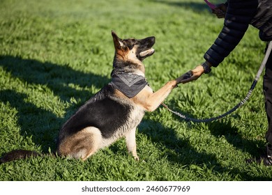 Dog, training and park with man, handshake and animal paw on lawn with German Sheperd in backyard. Garden, patience and trainer together with rescue canine outdoor with happy, trust and care on grass - Powered by Shutterstock