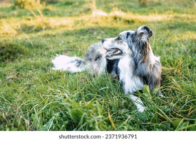 dog training. Playing with a dog. Border Collie. The dog follows commands - Powered by Shutterstock