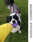 Dog training time with puller and another dog toys with people