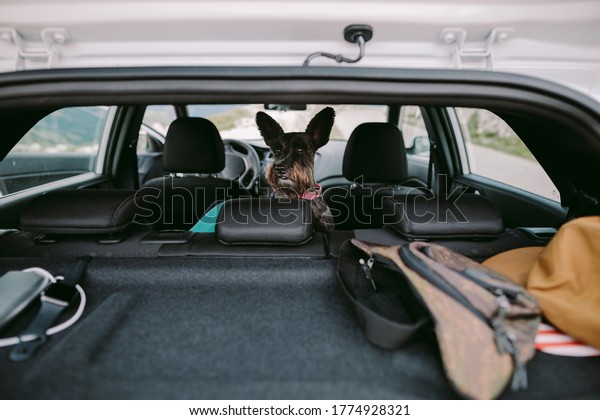 dog travel by car. Cute dog on road trip\
with mountains view. Family travel with\
dog