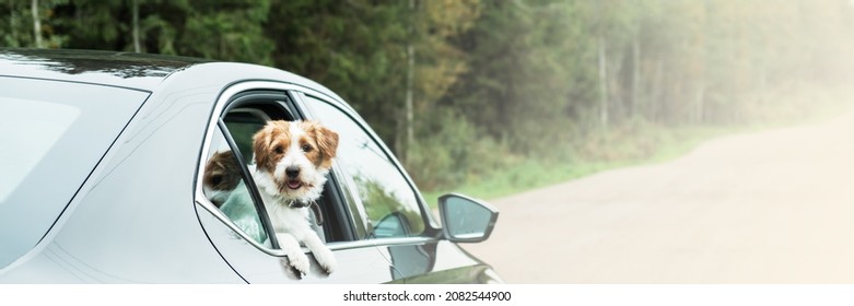 Dog travel by car. Jack Russell Terrier enjoying road trip. Pets travel concept. Banner. - Shutterstock ID 2082544900
