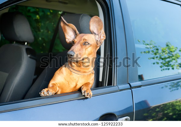 Dog travel by car\
looking out of the window