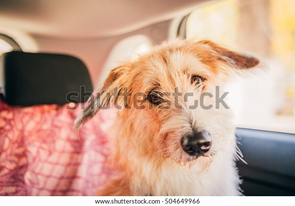 Dog travel by\
car looking  out of the\
window