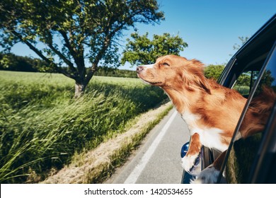 Dog travel by car. Nova Scotia Duck Tolling Retriever looking through window on road.