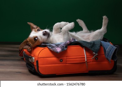 dog travel. Jack Russell Terrier is lying and playing in a suitcase. collect things