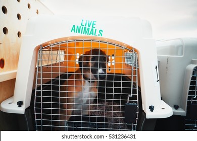 Dog traveling by airplane. Box with live animals at the airport. 