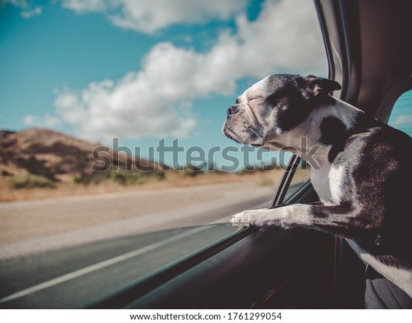 dog traveling in the car\
