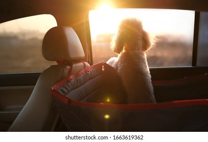 Dog Traveling In A Car Seat The Back Seat Of A Car.