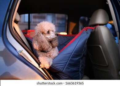 Dog Traveling In A Car Seat The Back Seat Of A Car.