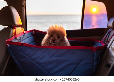 Dog Traveling In A Car Seat The Back Seat Of A Car. Sunset.