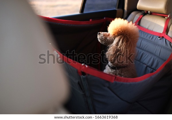 Dog\
traveling in a car seat the back seat of a\
car.