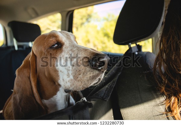 Dog traveling inside\
the car going somewhere watching. Basset Hound dog inside the car\
and the owner driving