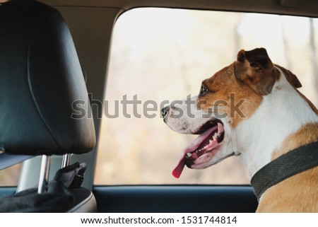 Dog travelling or waiting in the car. The concept of transporting pets or leaving them in the car