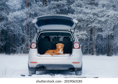 Dog Travels By Car In Winter. Nova Scotia Duck Tolling Retriever Outdoors In The Snow