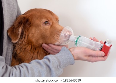 Dog Treated With An Asthma Inhaler. The Inhaler Helps The Dog Breath Easier.