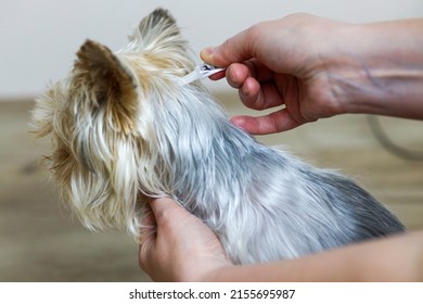 The Dog Is Treated With A Flea Remedy And Ticks. The Dog Is Dripped On The Withers With A Parasite Remedy.Animal And Pet Veterinary Care Concept.
