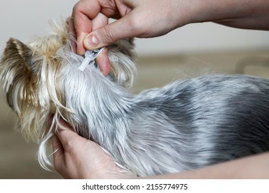 The Dog Is Treated With A Flea Remedy And Ticks. The Dog Is Dripped On The Withers With A Parasite Remedy.Animal And Pet Veterinary Care Concept.
