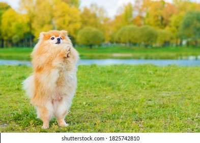 Dog Trick, Standing On Its Hind Legs In The Park In Autumn. Pomeranian Is Learning To Serve Command. Training, Obedience To The Spitz. Copy Space, Place For Text, Soft Focus
