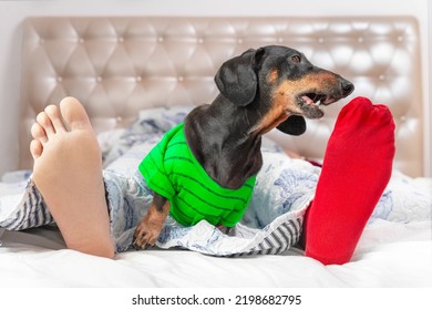 Dog Tries To Pull Sock Off Sleeping Owner Foot. All Fool Day , April Fools Prank, Funny Joke. Pet Mischief, Missing Socks. Dachshund Wakes Up Owner In Morning, Asks For Food. Cheerful Morning