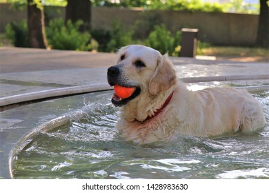 A Dog, To Try To Cool Off, Takes A Bath In A Fountain Inside A Park, While Playing With A Ball.