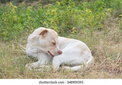 A Dog Try To Scratching Its Skin.