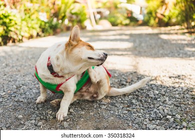 A Dog Try To Scratching Its Skin.