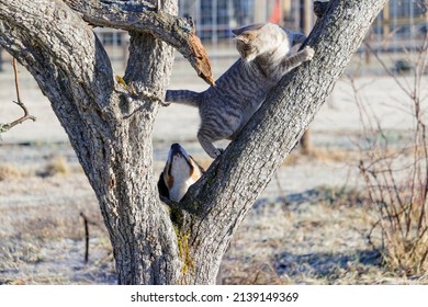 A Dog Trying To Get A Cat In A Tree