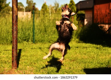 A Dog Trying To Get His Toy