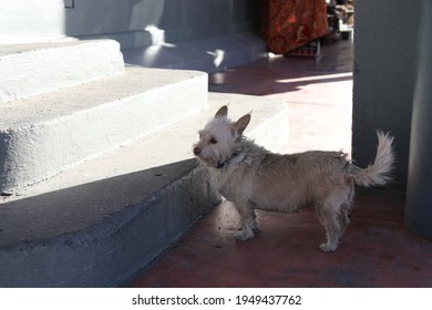 Dog Trying To Get Out To The Street