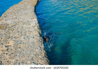 Dog Trying To Get Out Of The Water