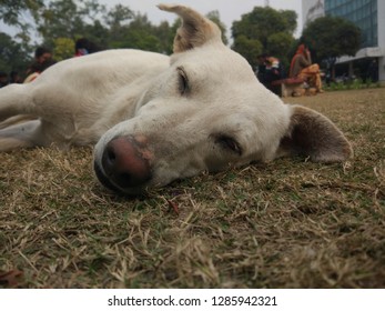 Dog Trying To Sleep Amidst The Bustle Of Humans. 16th January,2019. Punjabi University Patiala,Punjab,India.