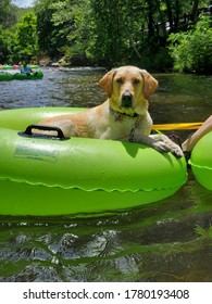 Dog Tubing In River In Georgia
