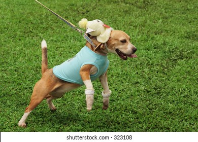 A dog tugging at its leash
