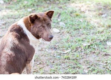 Dog Turn Around In Garden