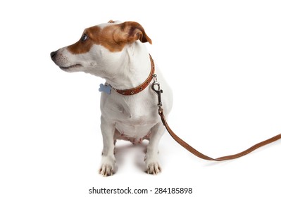 Dog Turned On A Leash With A Collar