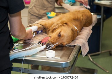 Dog Under Anesthesia Having Sugery In Veterinary Hospital