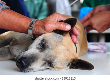 Dog Under Anesthetic