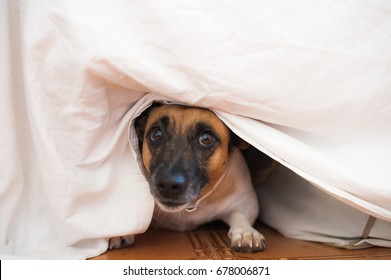 Dog Under Bed